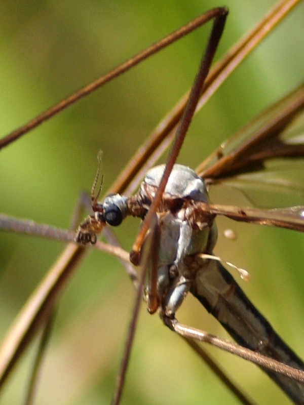 Pedicia rivosa